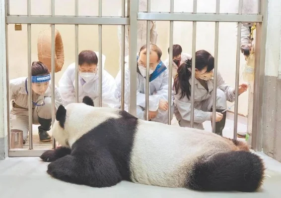 大熊猫团团遗体将做标本保留　大熊猫团团几岁了